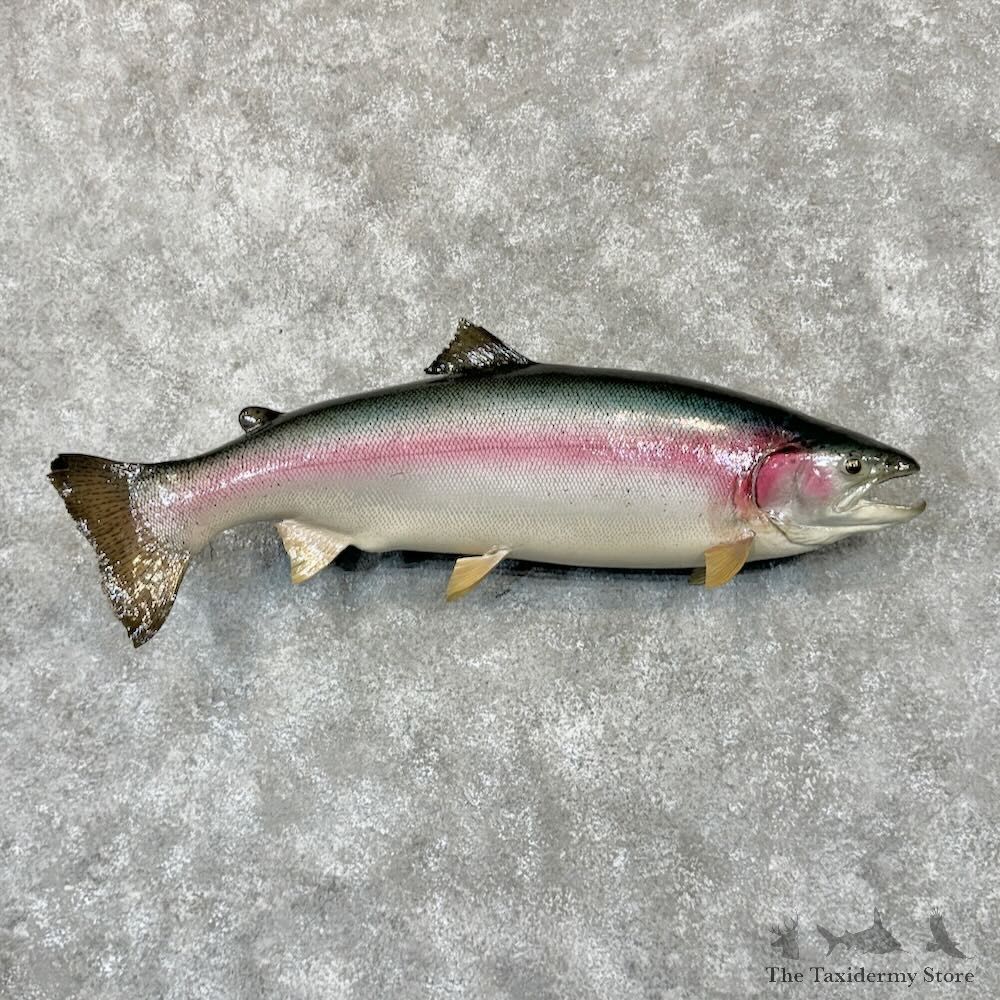 Steelhead Fish Mount For Sale #28975 @ The Taxidermy Store