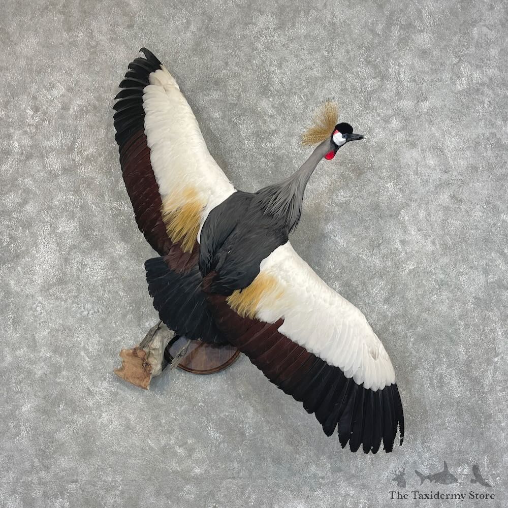 Grey-Crowned Crane Bird Mount For Sale #27664 @ The Taxidermy Store