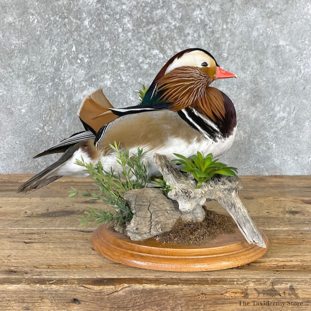 Mandarin Duck Bird Mount For Sale #26649 @ The Taxidermy Store