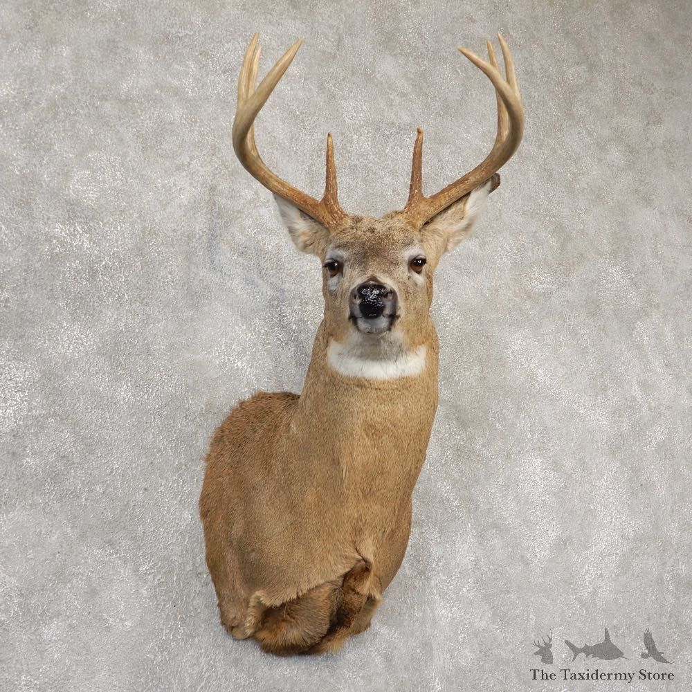 Whitetail Deer Shoulder Mount For Sale #18834 @ The Taxidermy Store