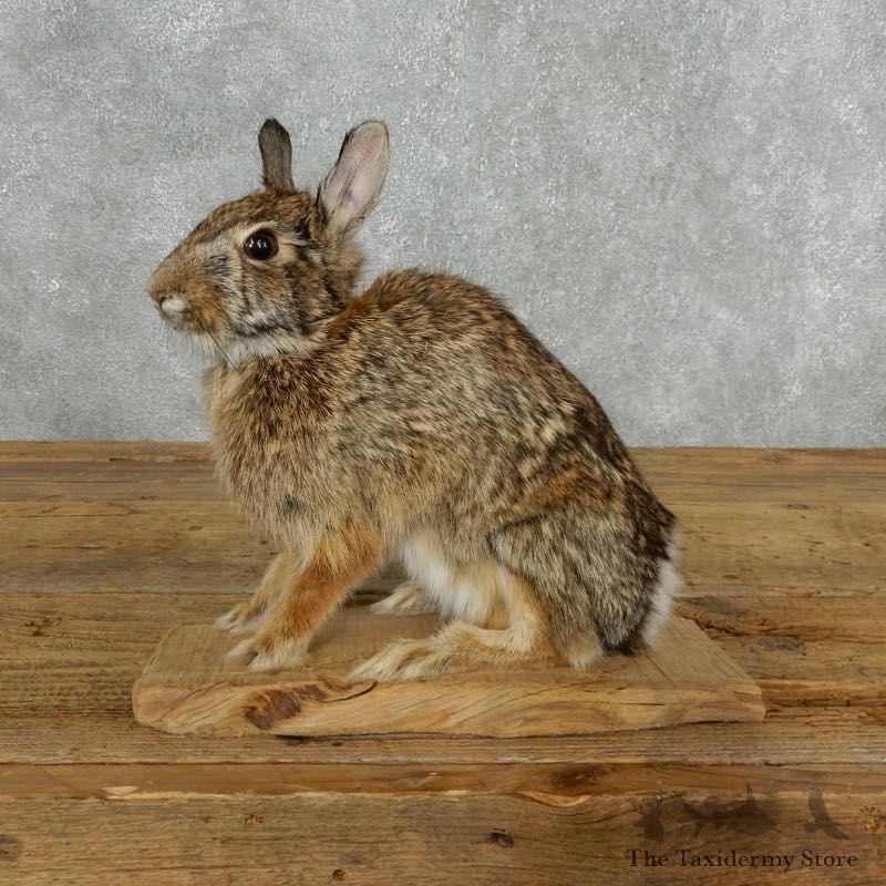 Cottontail Rabbit Mount #18184 For Sale @ The Taxidermy Store