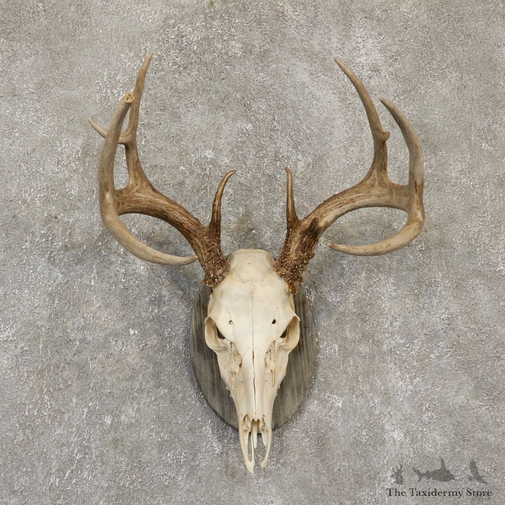 Whitetail Deer Skull European Mount For Sale #20099 @ The Taxidermy Store