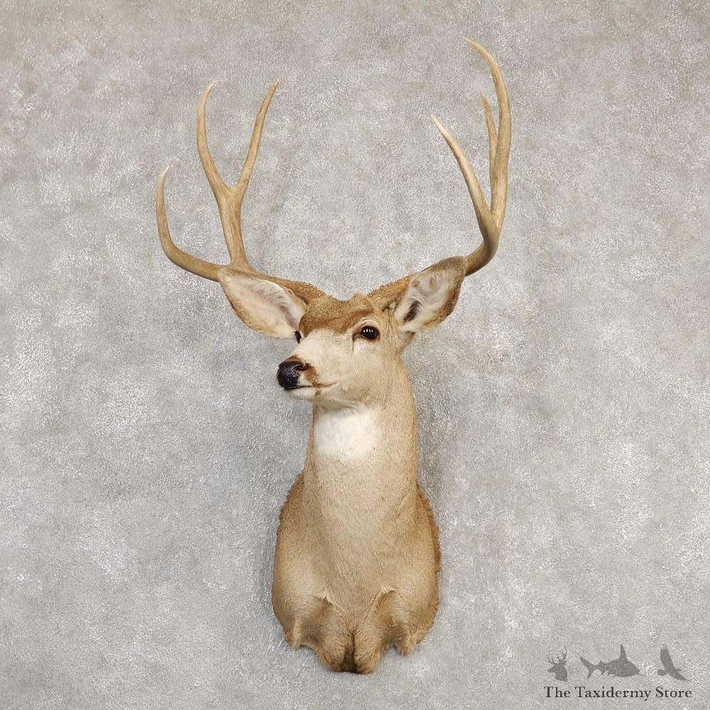 Mule Deer Shoulder Mount For Sale #20260 @ The Taxidermy Store