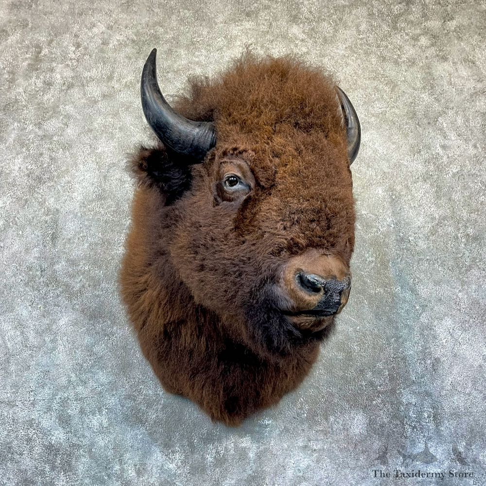 American Bison Shoulder Mount For Sale #26478 @ The Taxidermy Store