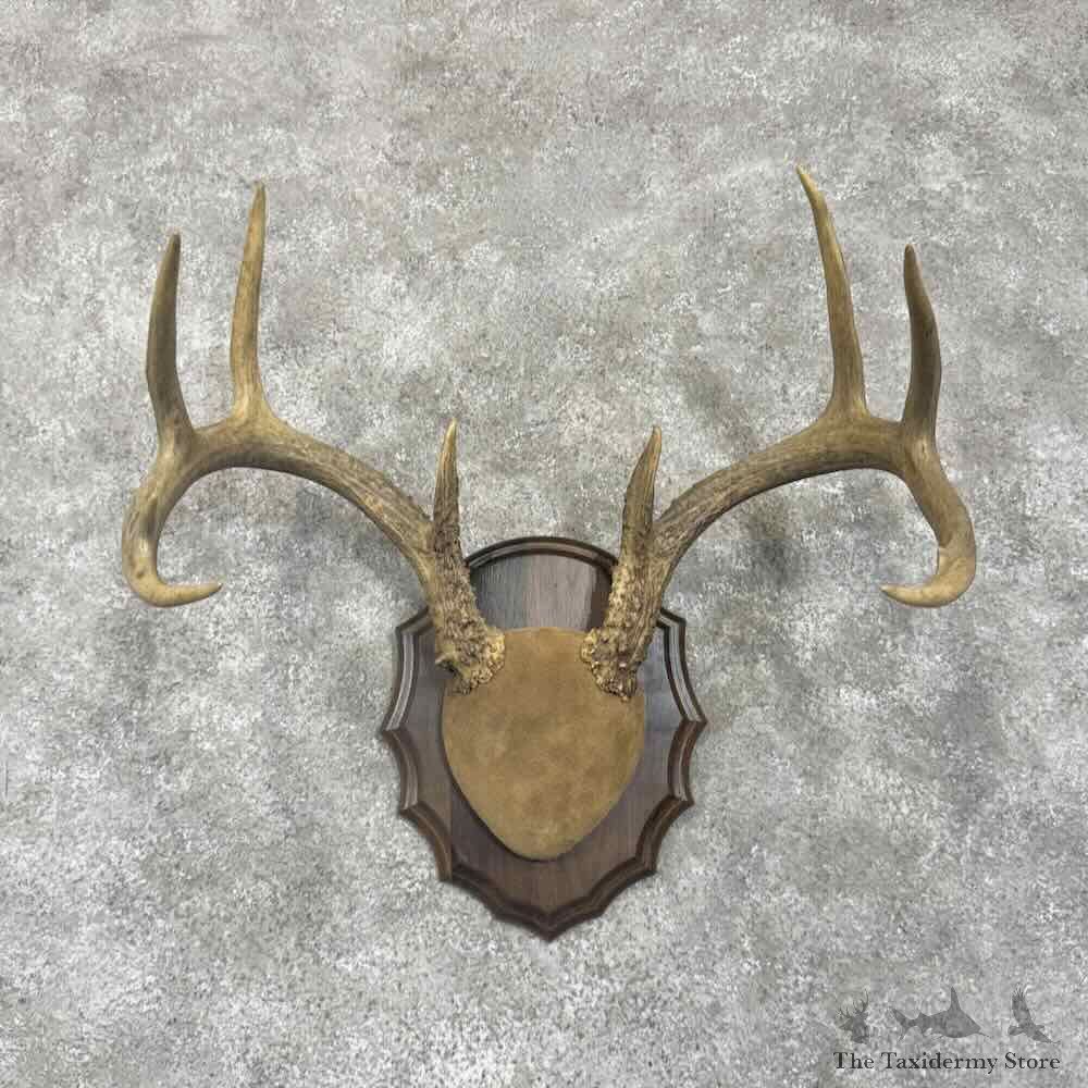 Whitetail Deer Antler Plaque Mount For Sale #30648 @ The Taxidermy Store