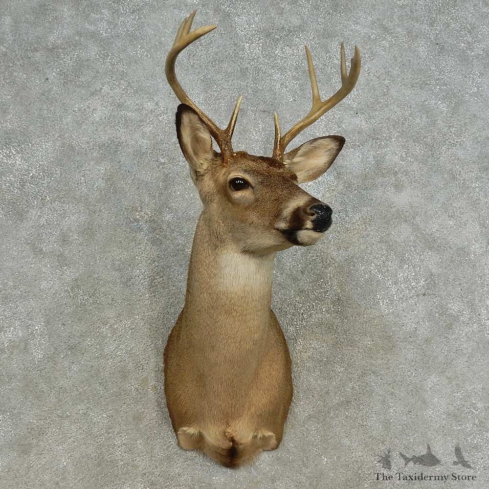 Whitetail Deer Shoulder Mount For Sale #16664 @ The Taxidermy Store