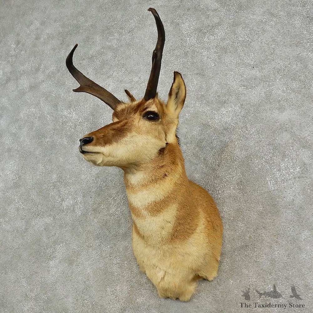 Pronghorn Antelope Shoulder Mount For Sale #16908 @ The Taxidermy-Store