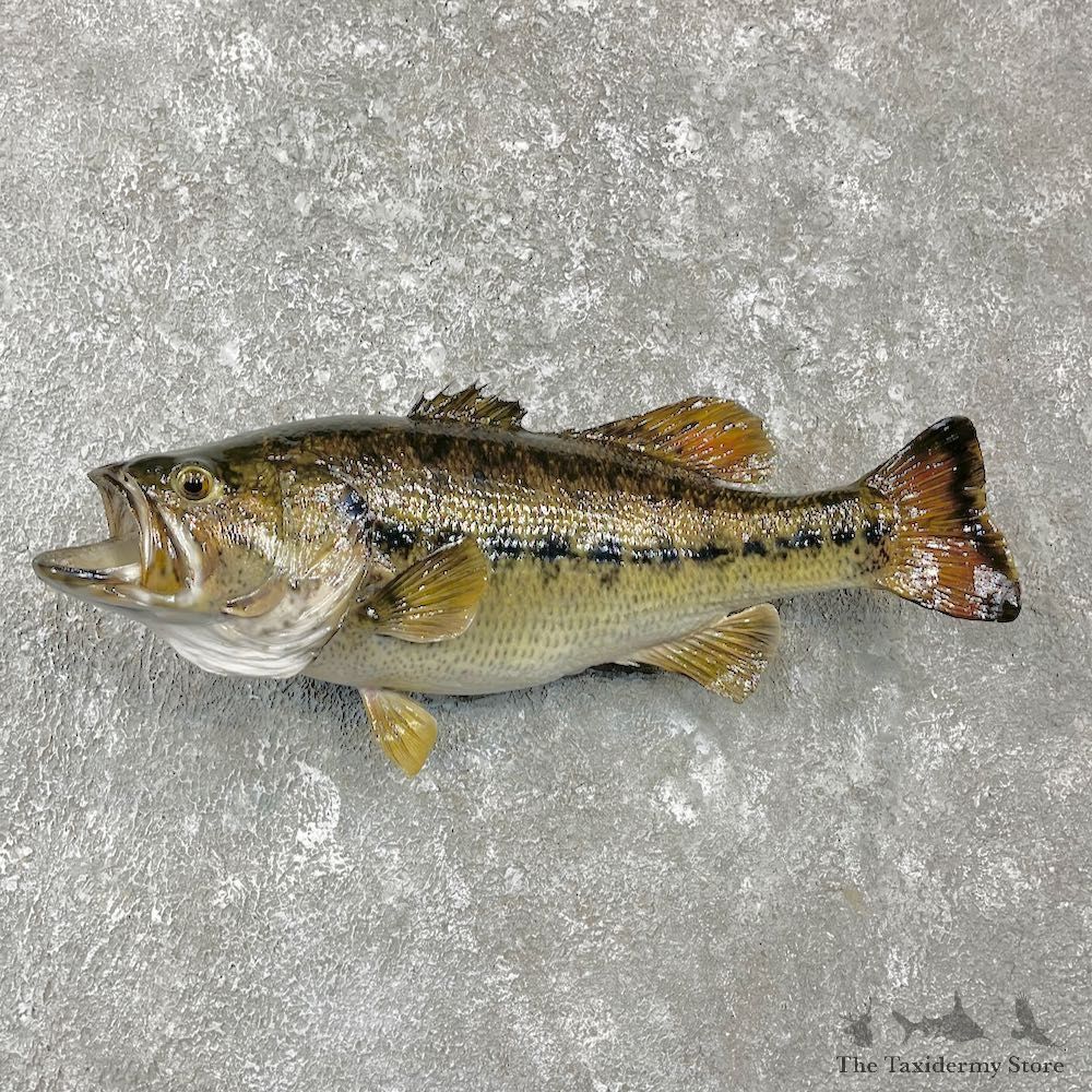 Largemouth Bass Fish Mount For Sale #26134 @ The Taxidermy Store