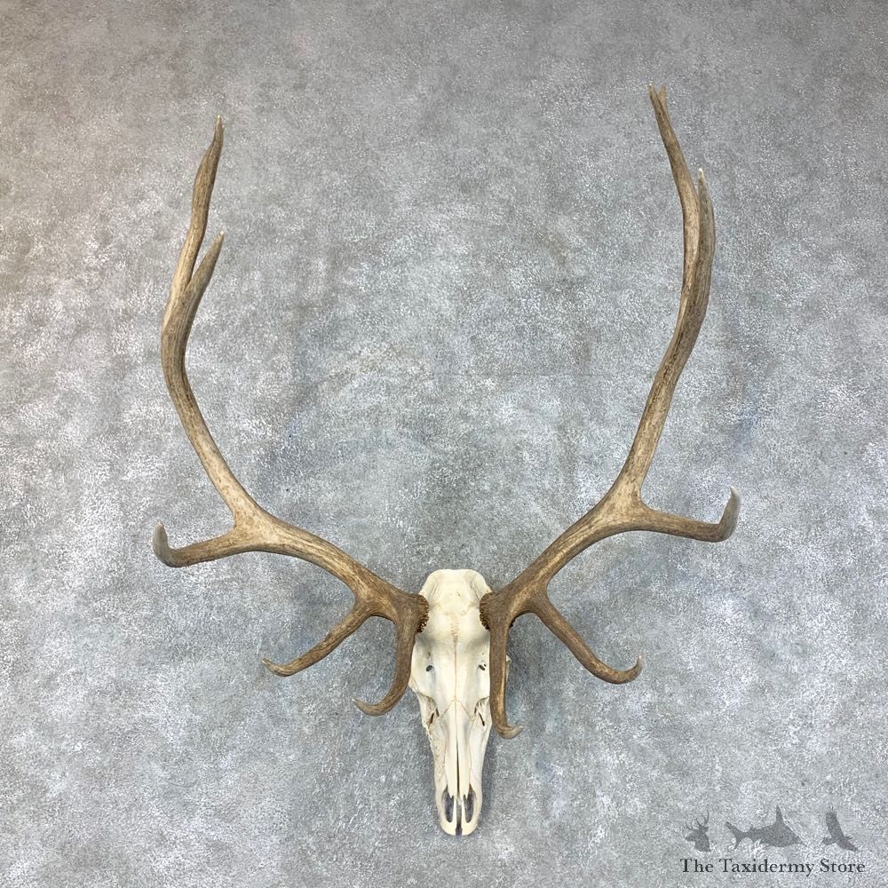 Pathology Rocky Mountain Elk Skull Mount For Sale #22647 @ The Taxidermy Store