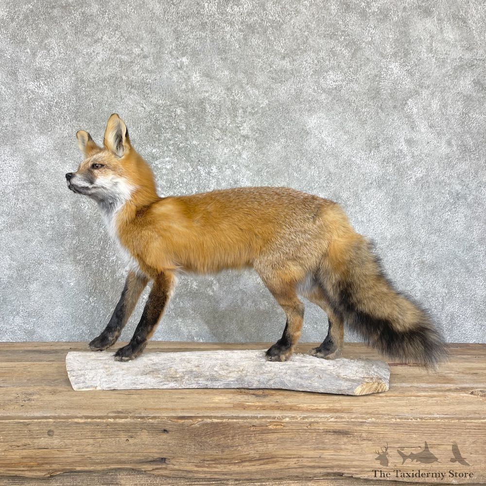 Red Fox Life-Size Mount For Sale #26430 @ The Taxidermy Store