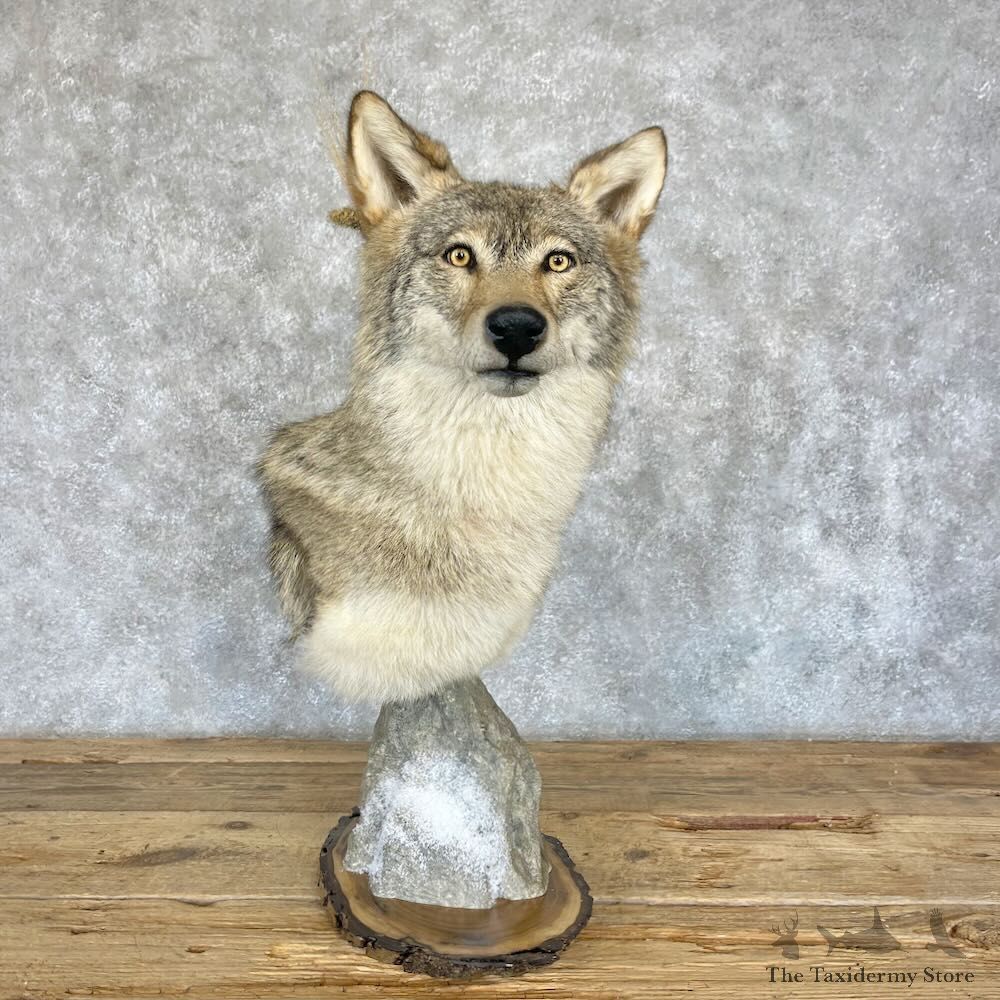 Coyote Shoulder Pedestal Mount For Sale #28246 @ The Taxidermy Store