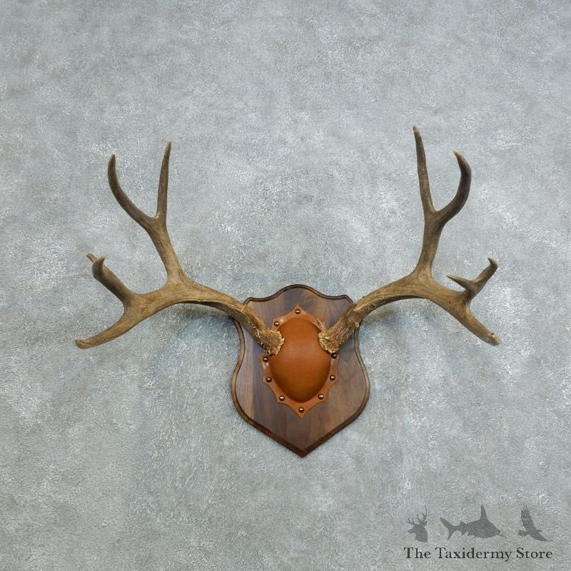 Mule Deer Taxidermy Antler Plaque #18436 For Sale @ The Taxidermy Store