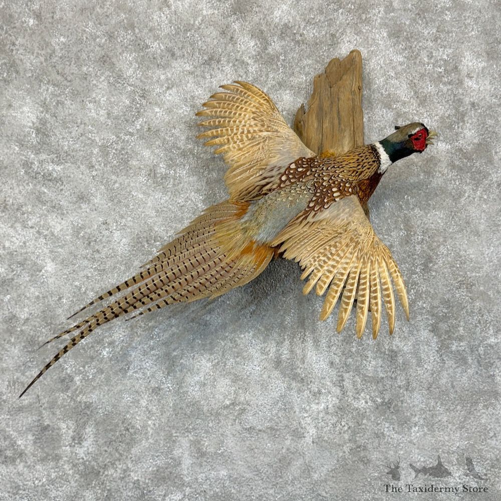 Ringneck Pheasant Bird Mount For Sale #29563 @ The Taxidermy Store