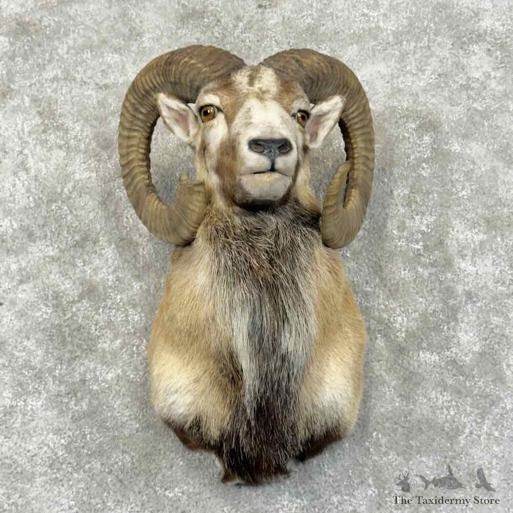 Mouflon Ram Shoulder Mount For Sale #31174 @ The Taxidermy Store