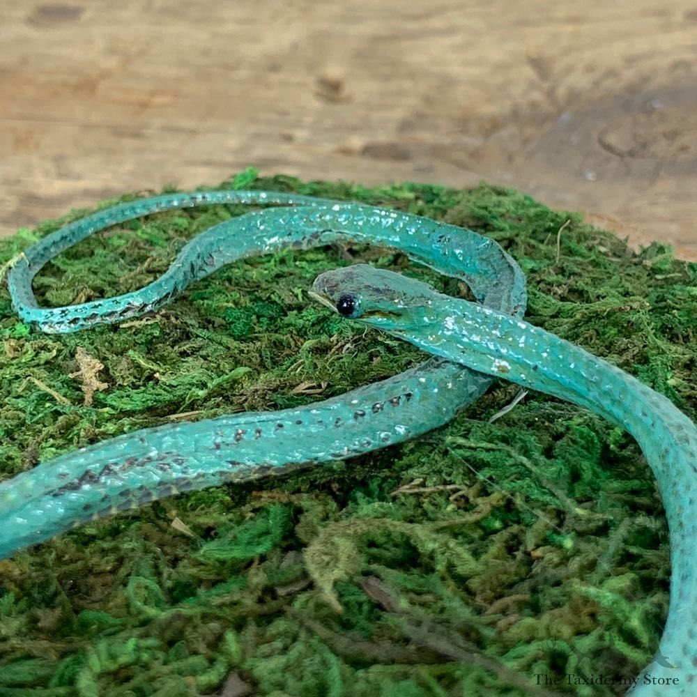 Green Snake Taxidermy Mount For Sale #21542 @ The Taxidermy Store