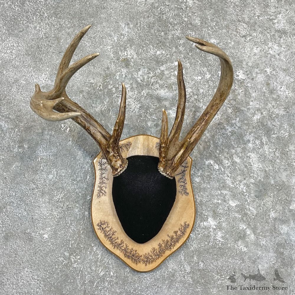 Whitetail Deer Antler Plaque For Sale #27304 @ The Taxidermy Store
