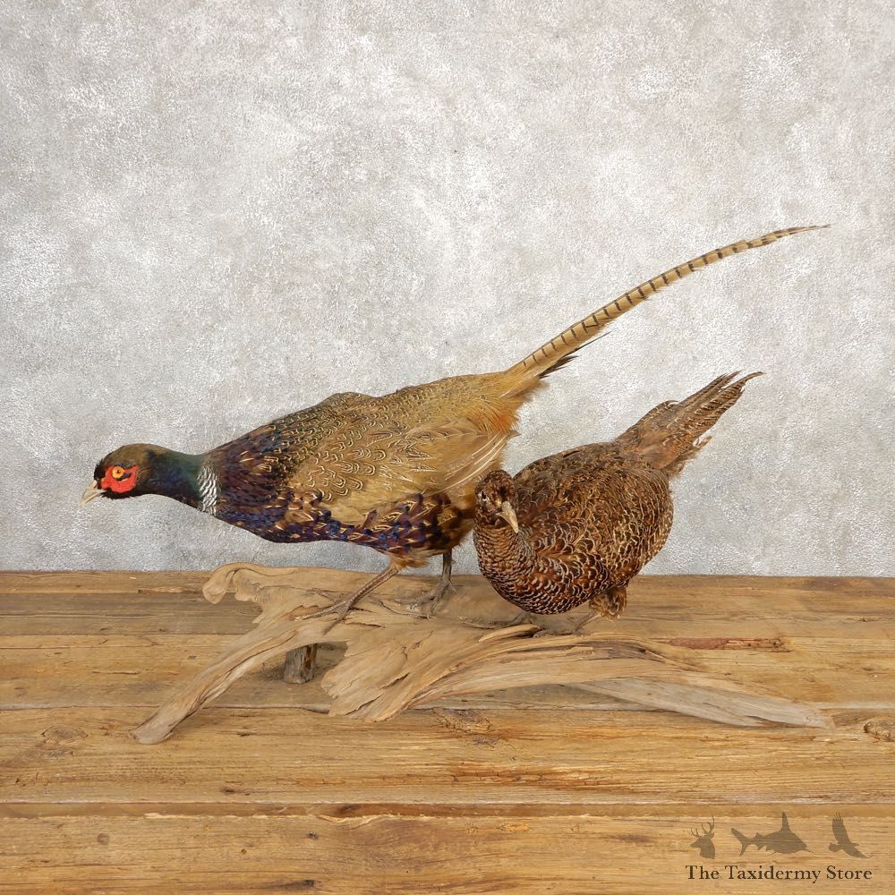 Green Pheasant Pair Taxidermy Mount #20628 For Sale @ The Taxidermy Store