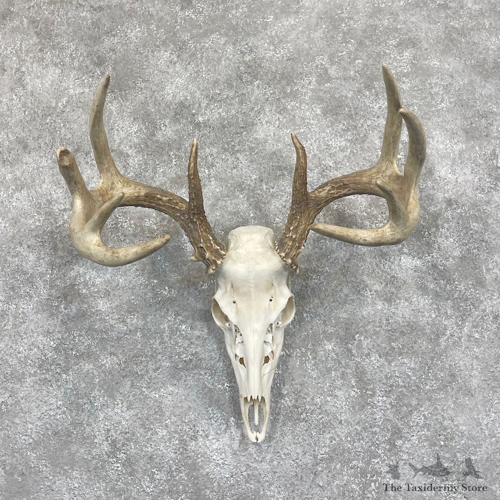 Whitetail Deer Skull European Mount For Sale #28057 @ The Taxidermy Store