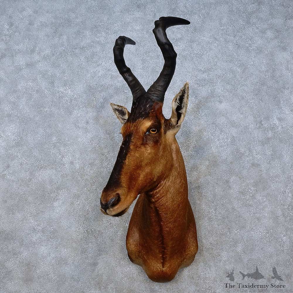 Cape Hartebeest Shoulder Mount For Sale #15198 @ The Taxidermy Store