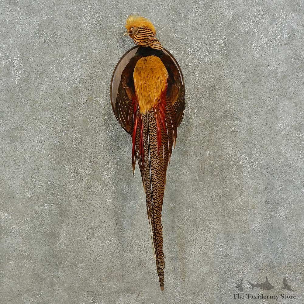 Golden Pheasant Taxidermy Bird Mount For Sale
