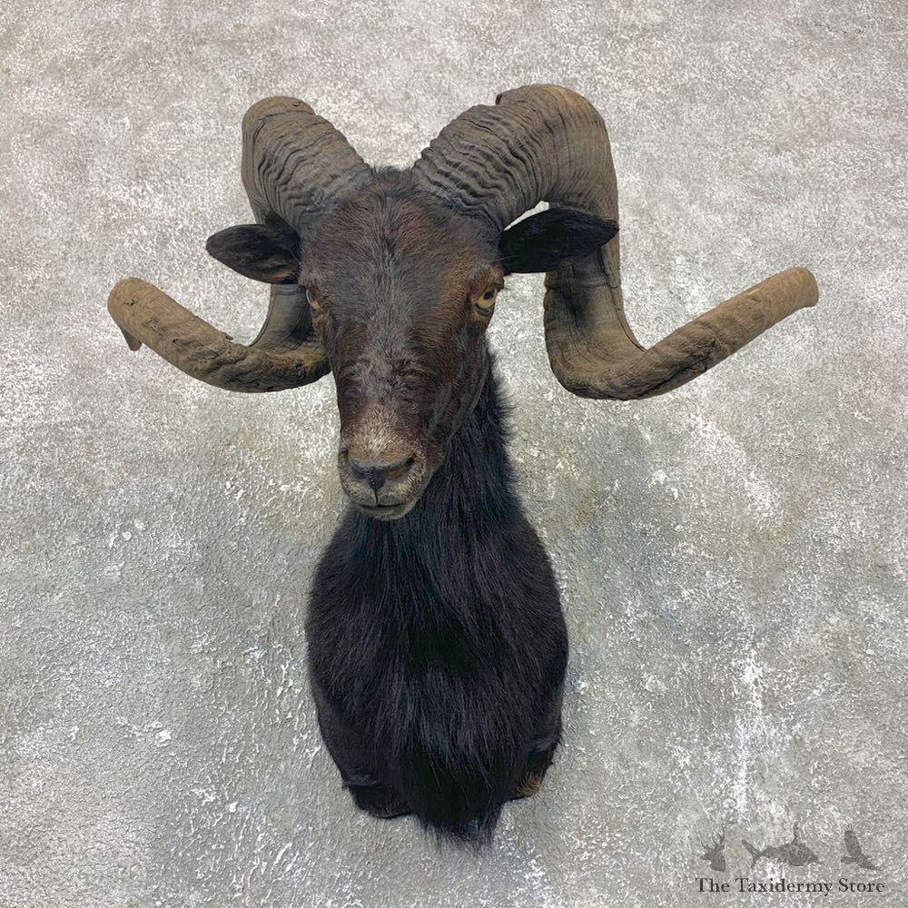 Black Hawaiian Ram Shoulder Mount For Sale #23693 @ The Taxidermy Store