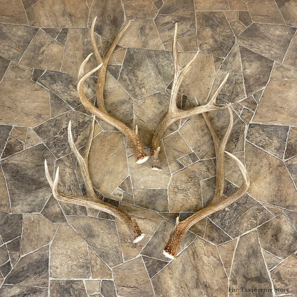 Mule Deer Antler Craft Pack For Sale #25104 @ The Taxidermy Store