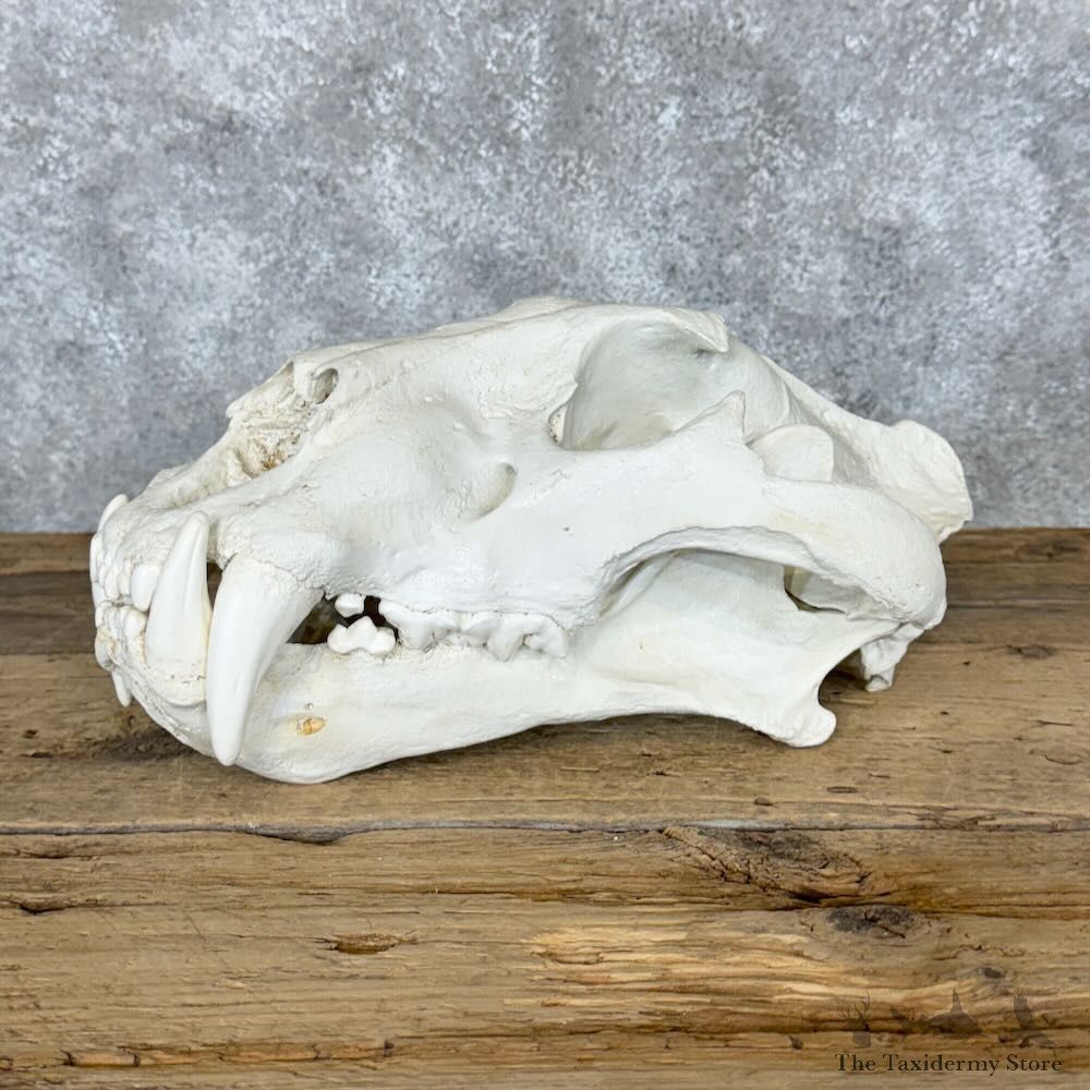 Reproduction Amur (Siberian) Tiger Full Skull For Sale #29122 @ The Taxidermy Store