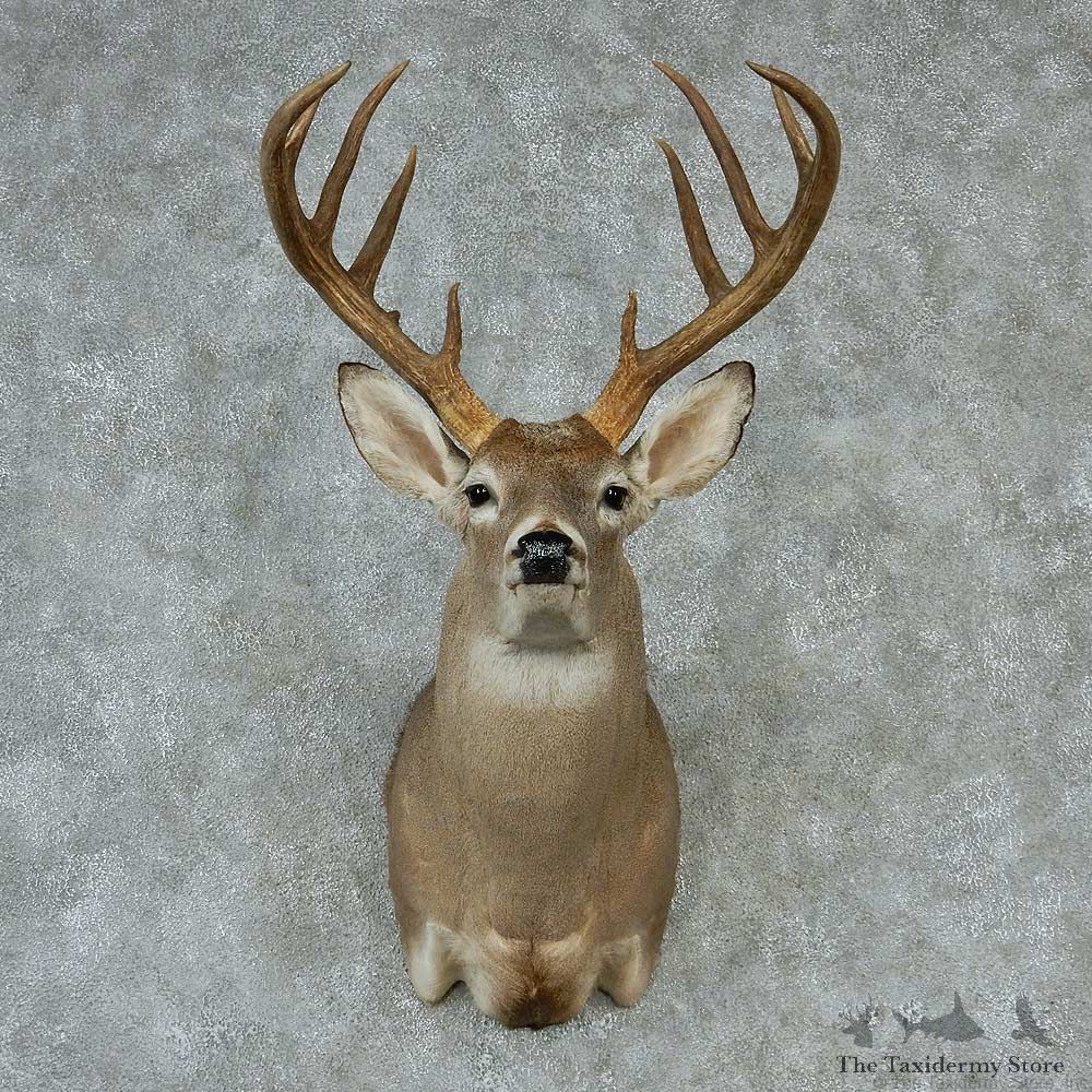 Whitetail Deer Taxidermy Shoulder Mount #13156 For Sale @ The Taxidermy Store