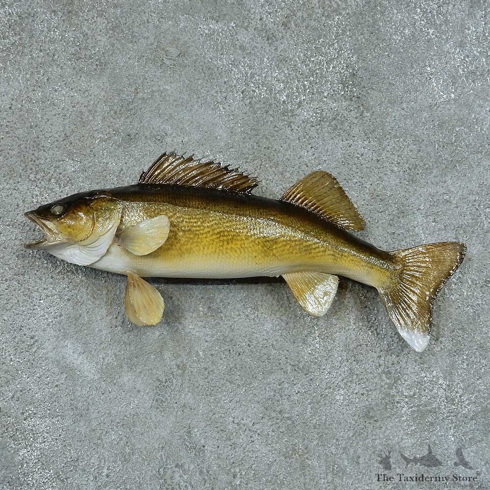 Walleye Pike Taxidermy Fish Mount #13403 For Sale @ The Taxidermy Store