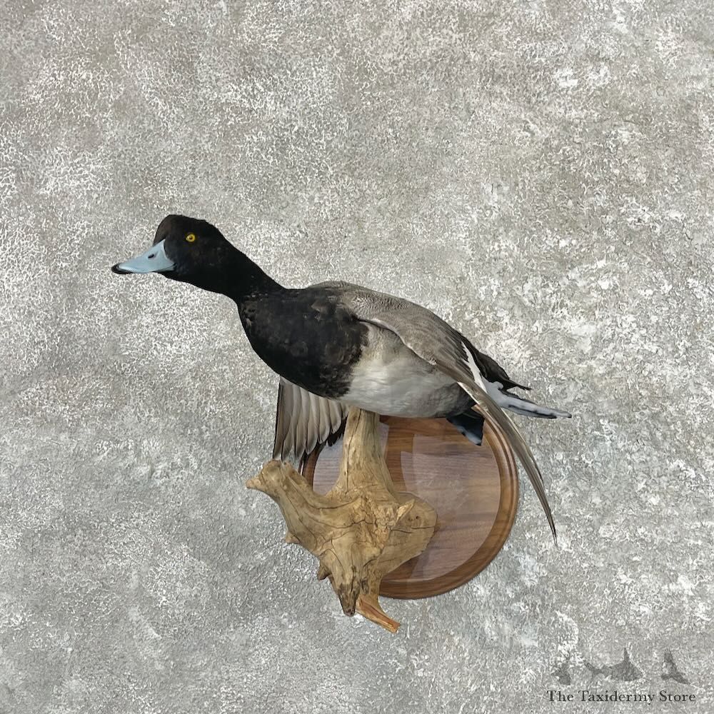 Lesser Scaup Duck Bird Mount For Sale #27622 @ The Taxidermy Store