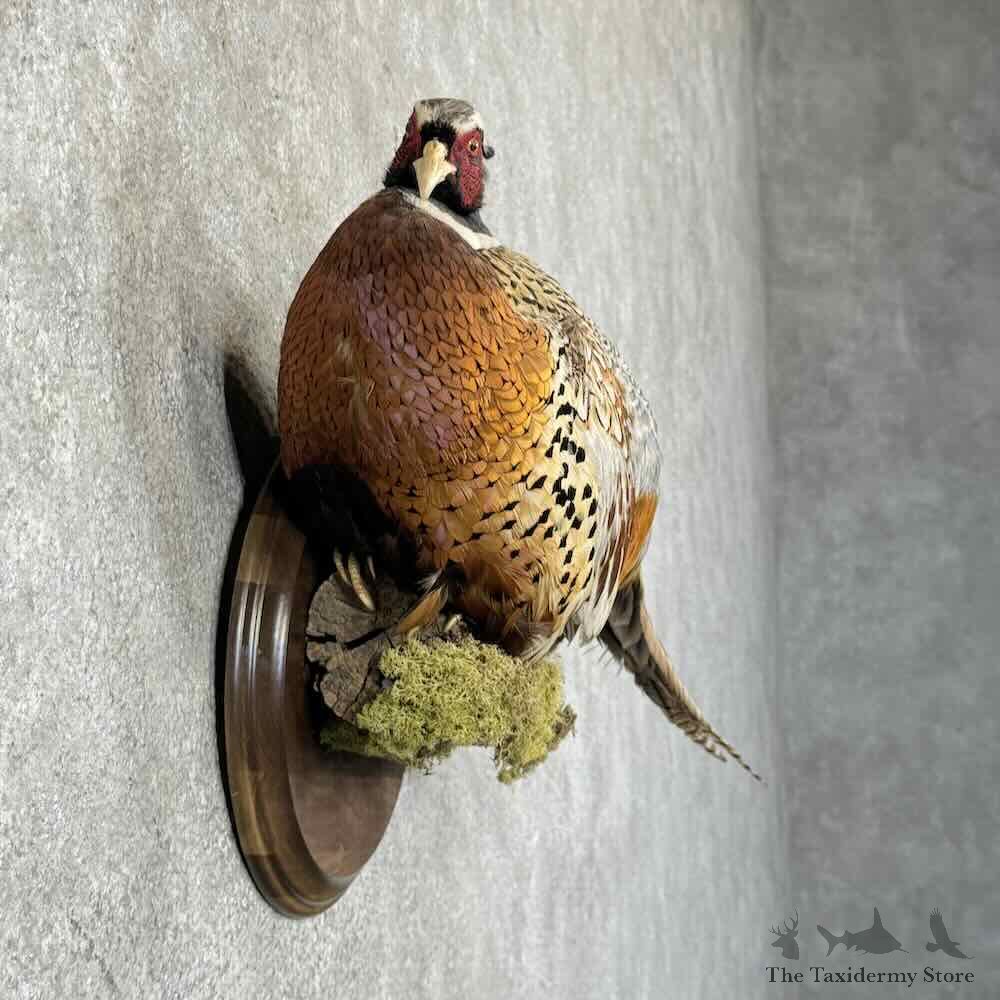 Ringneck Pheasant Bird Mount For Sale #30799 @ The Taxidermy Store
