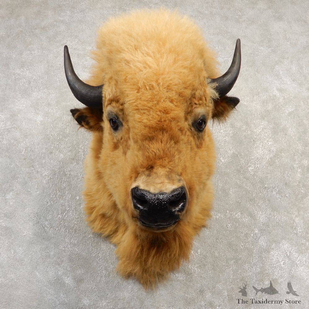 Blonde Phase American Buffalo Shoulder Taxidermy Mount For Sale #20515 @ The Taxidermy Store