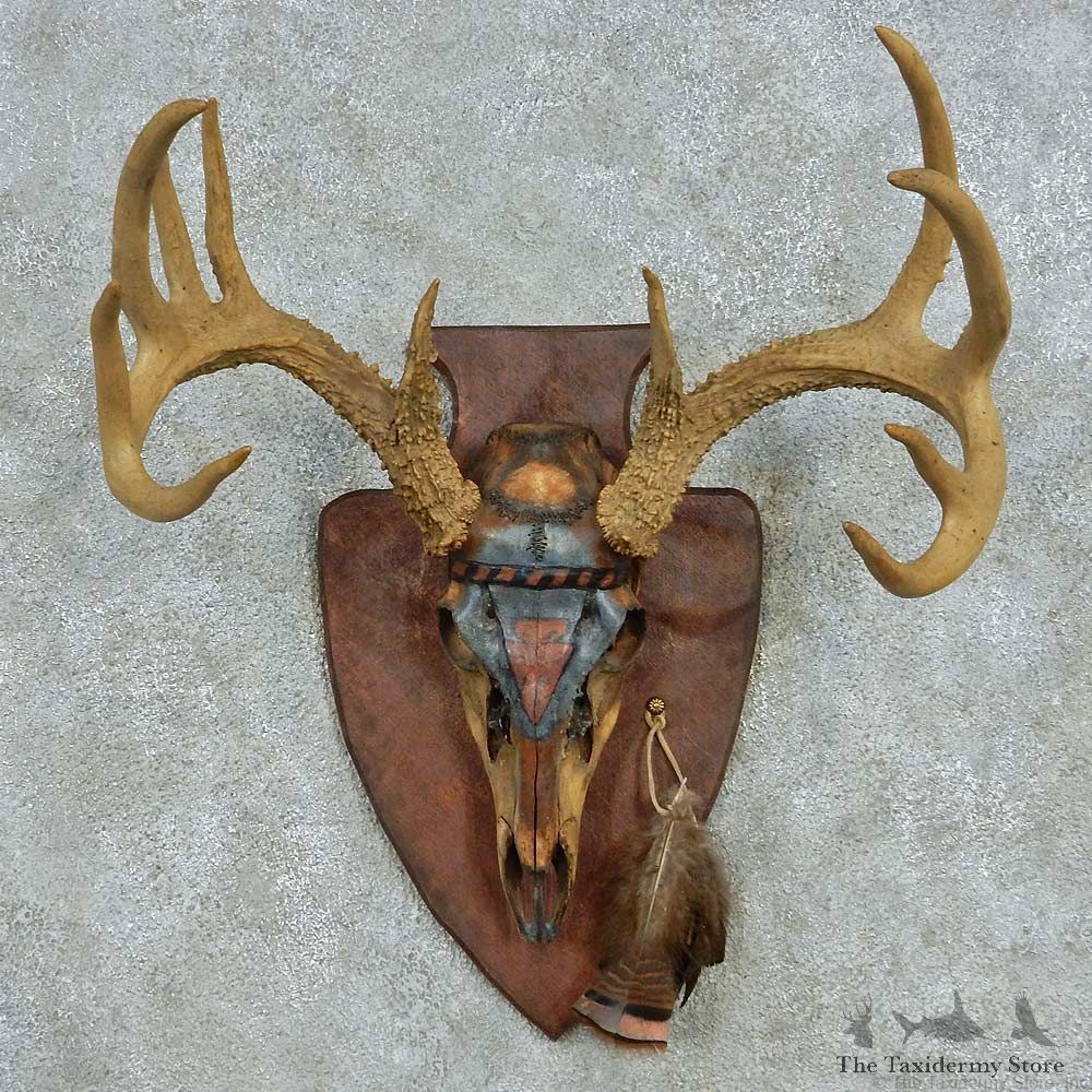 Whitetail Deer Skull Antlers European Mount #13532 For Sale @ The Taxidermy Store