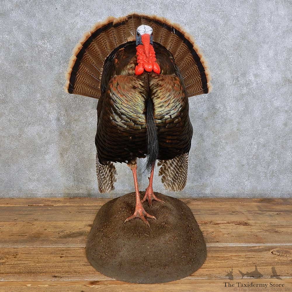 Eastern Wild Turkey Bird Mount For Sale #15866 @ The Taxidermy Store