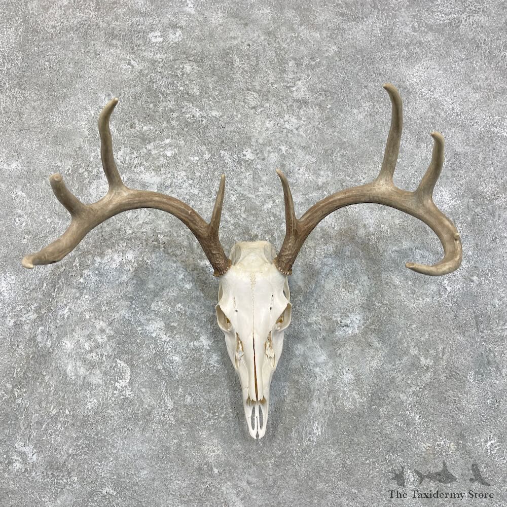 Whitetail Deer Skull European Mount For Sale #27924 @ The Taxidermy Store