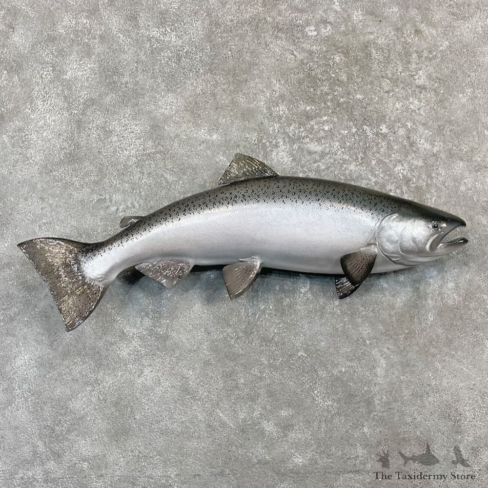 Coho Salmon Fish Mount For Sale #27219 @ The Taxidermy Store