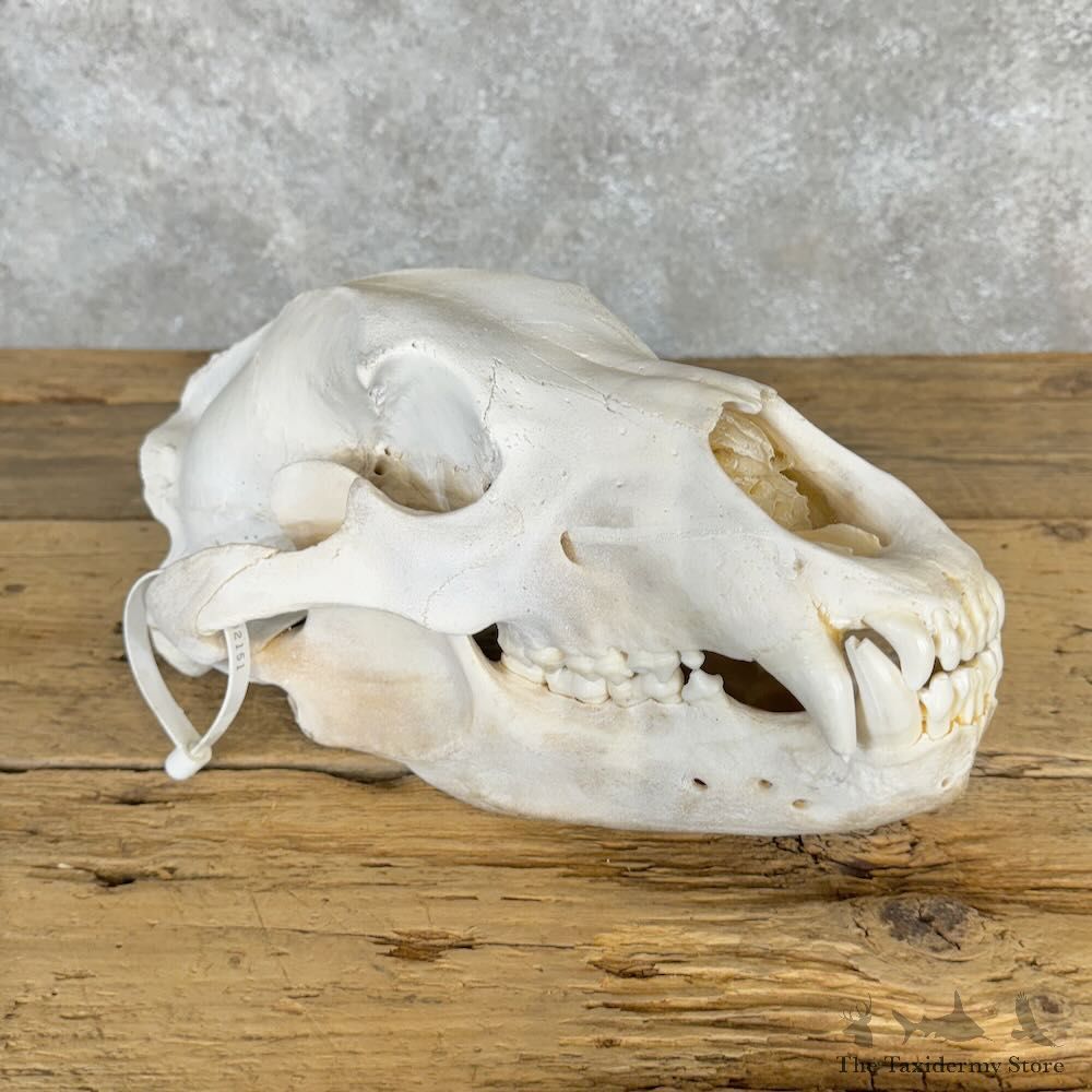Inland Grizzly Bear Skull Mount For Sale #28962 @ The Taxidermy Store