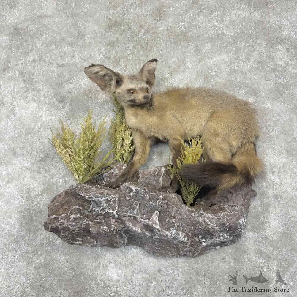 Bat-eared Fox Life-Size Mount For Sale #31663 @ The Taxidermy Store