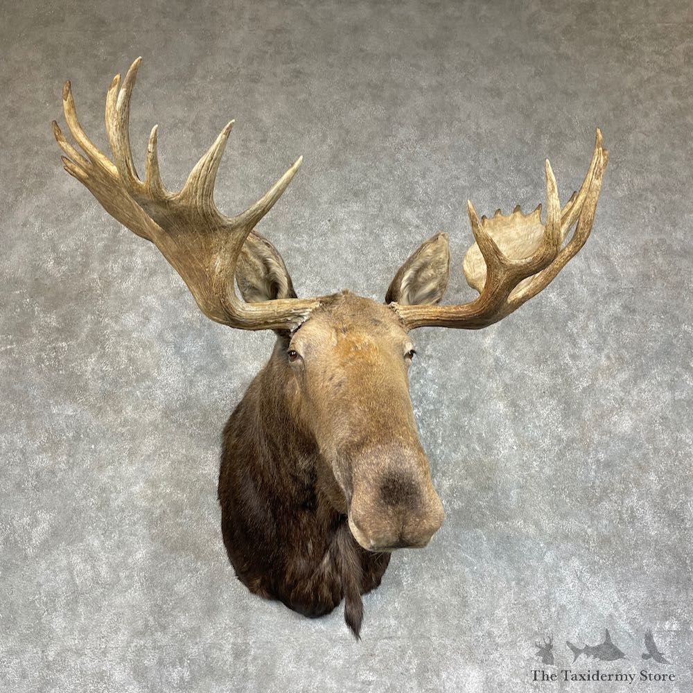 Western Canada Moose Shoulder Mount For Sale #25716 @ The Taxidermy Store