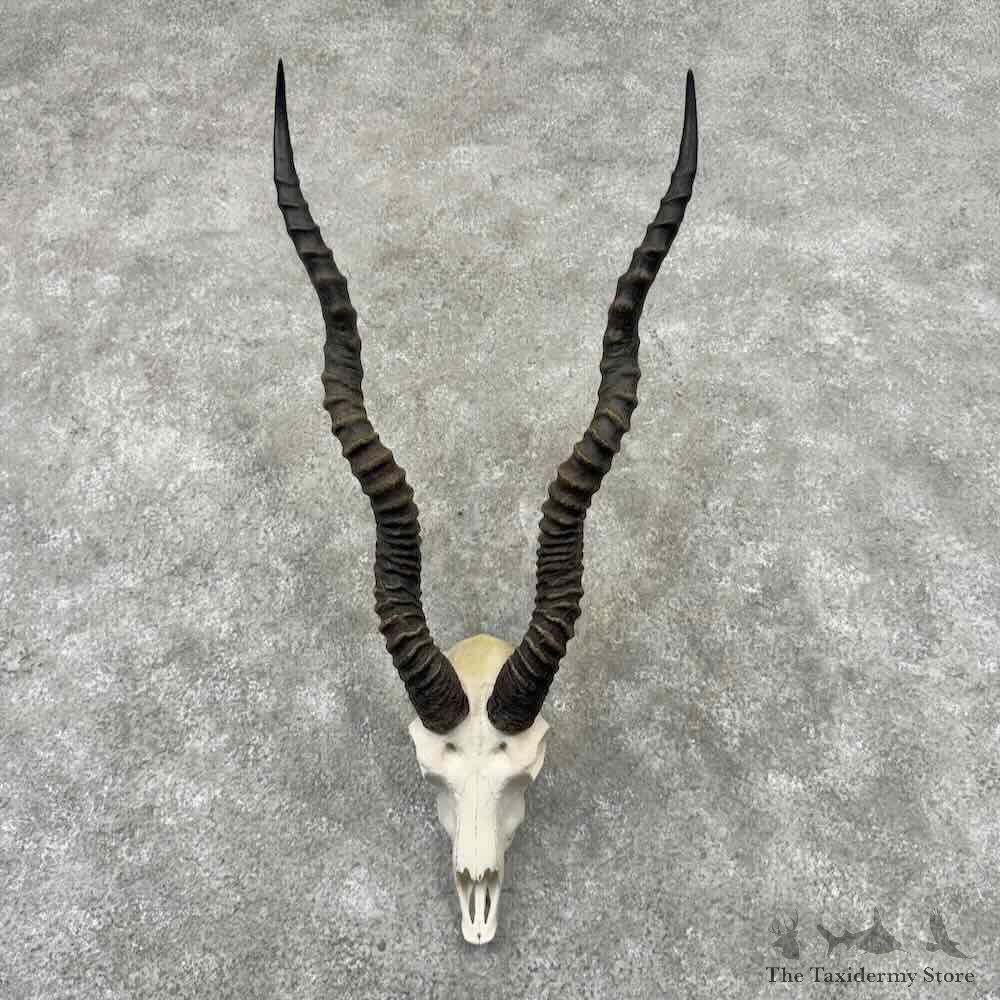 Blackbuck Skull Horn European Mount For Sale #32217 @ The Taxidermy Store