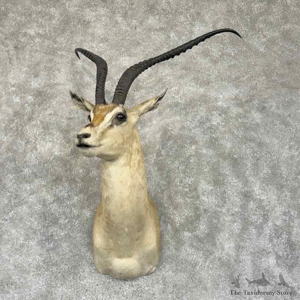 African Roberts Gazelle Shoulder Mount For Sale #31898 @ The Taxidermy Store