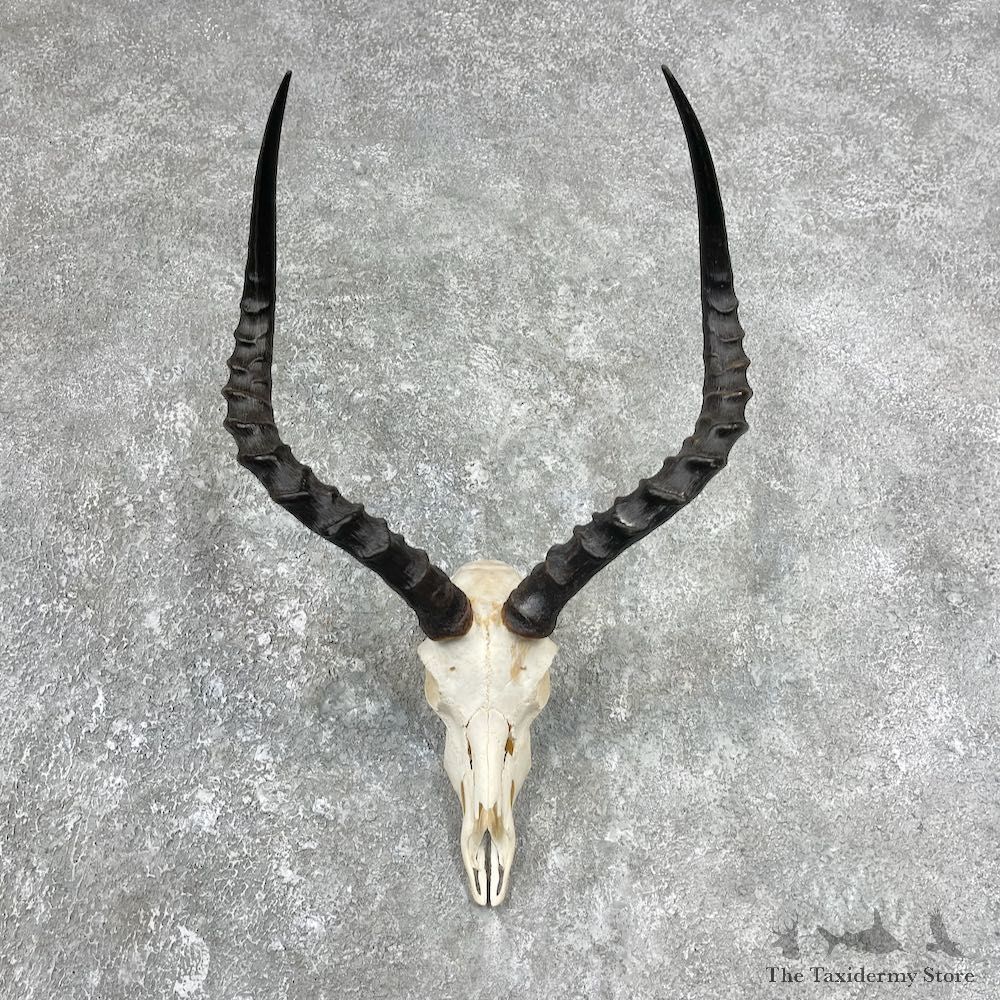 Impala Skull & Horn European Mount For Sale #25912 @ The Taxidermy Store