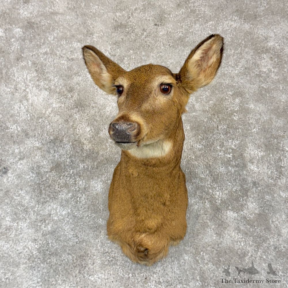 Whitetail Deer Doe Shoulder Mount For Sale #30250 @ The Taxidermy Store