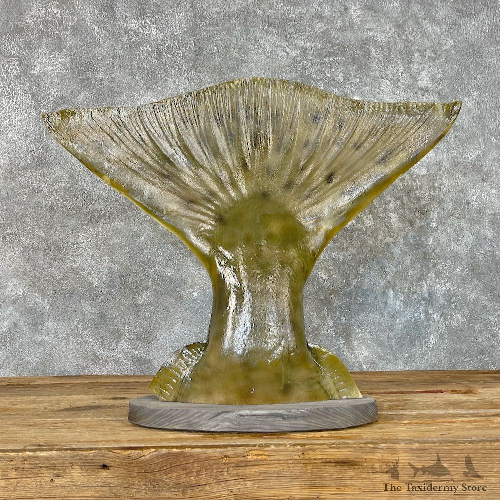 Halibut Tail Taxidermy Fish Mount #25393 For Sale @ The Taxidermy Store