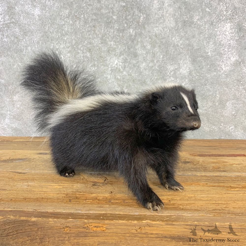Skunk Life-Size Taxidermy Mount #21666 For Sale @ The Taxidermy Store