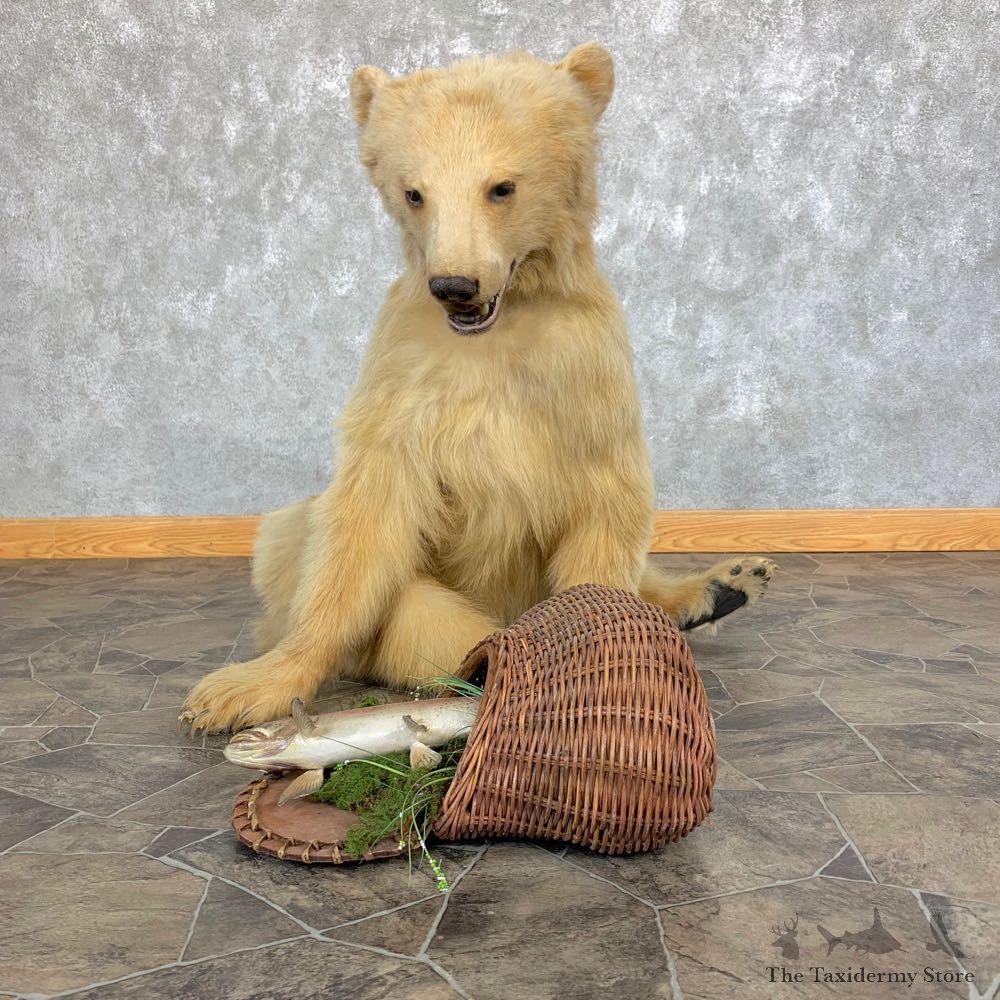 Blonde Black Bear Taxidermy Mount #22004 For Sale @ The Taxidermy Store
