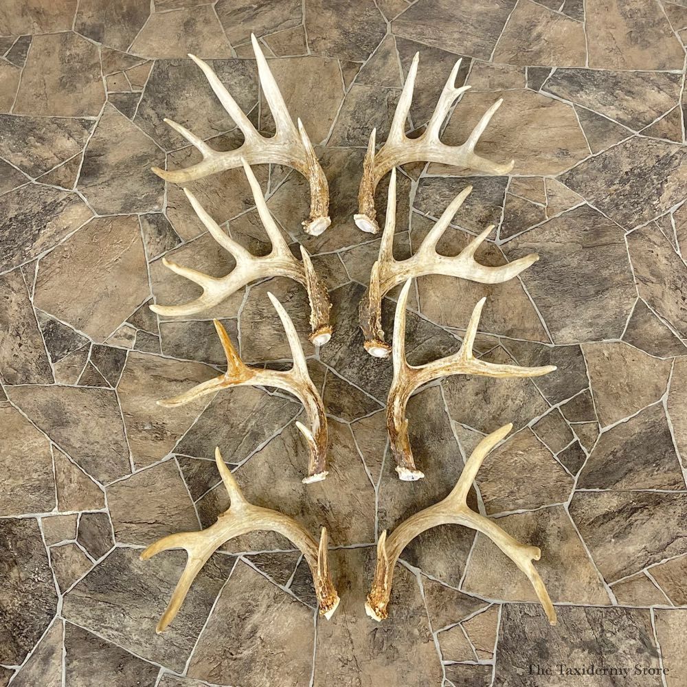 Whitetail Deer Antler Craft Pack For Sale #25105 @ The Taxidermy Store