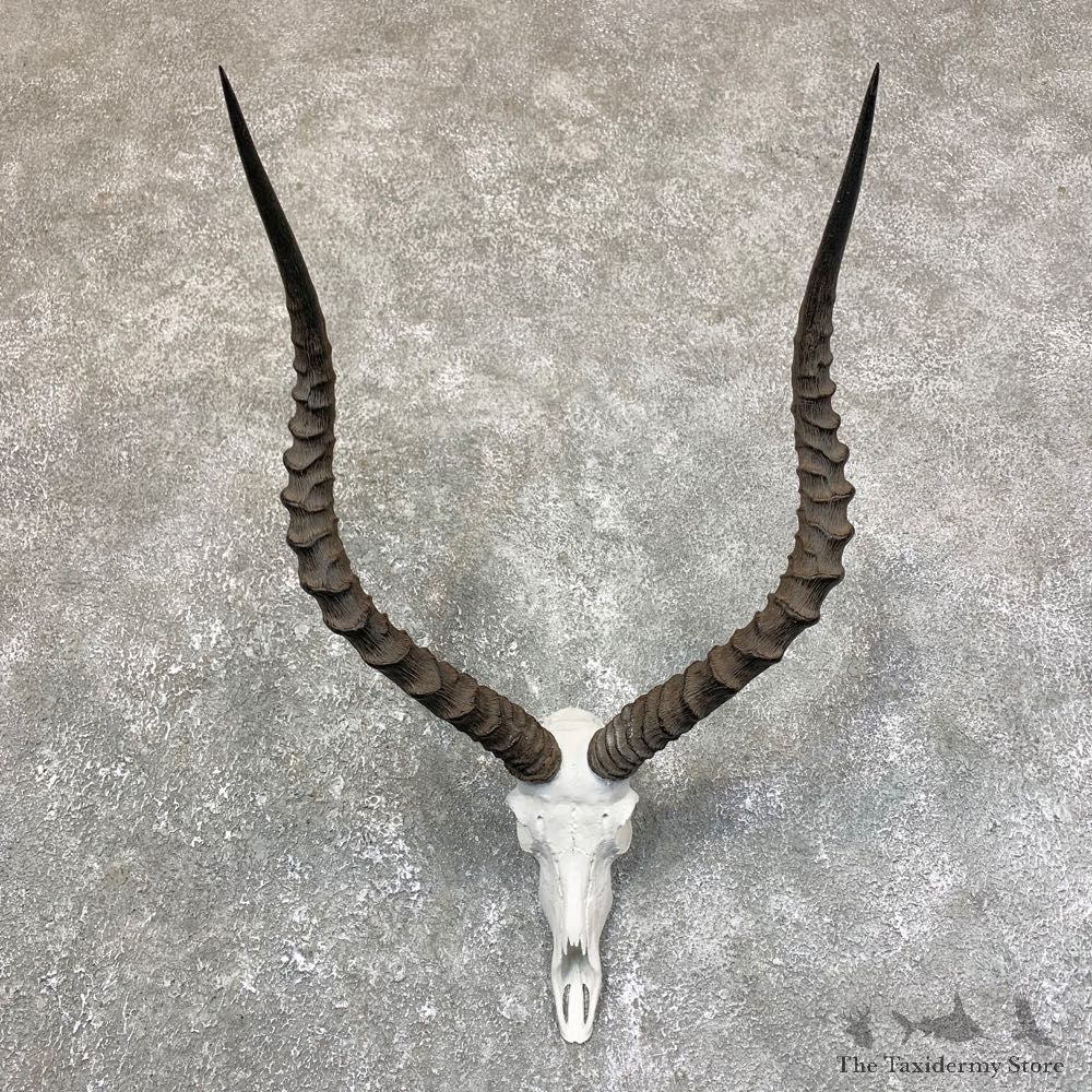Impala Skull & Horn European Mount For Sale #23755 @ The Taxidermy Store