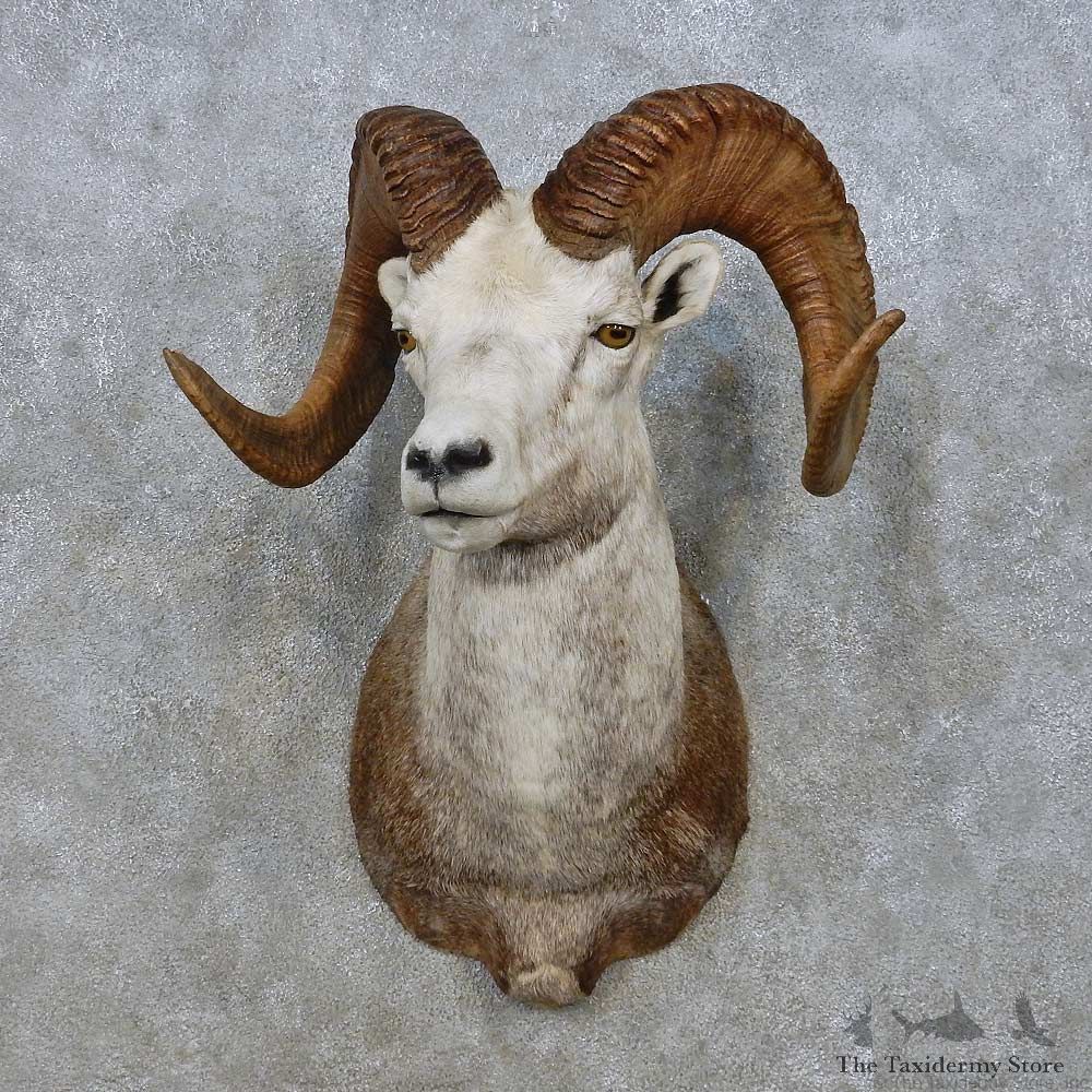 Stone Sheep Shoulder Mount For Sale #15009 @ The Taxidermy Store