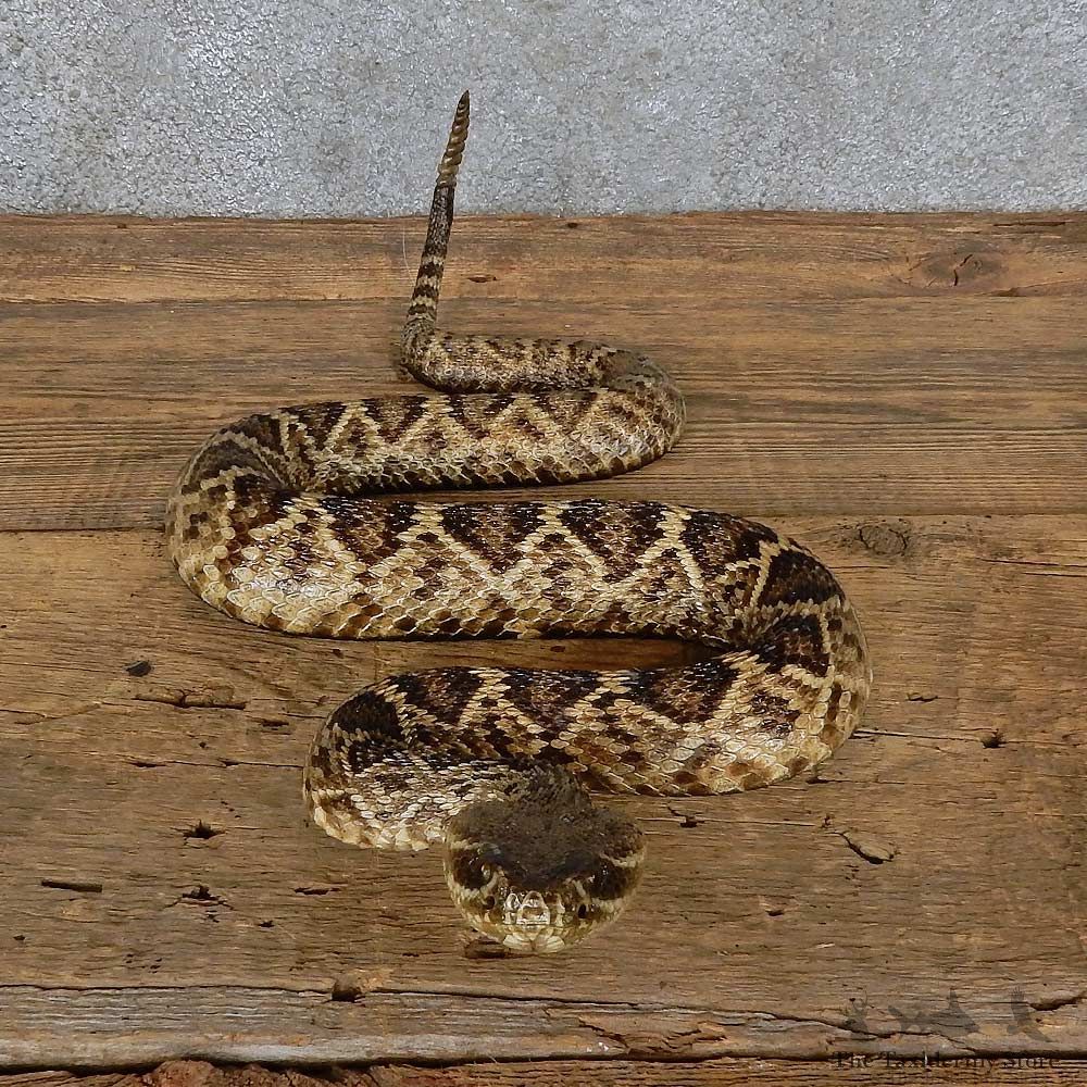 Eastern Diamondback Rattlesnake Mount For Sale #15606 @ The Taxidermy Store